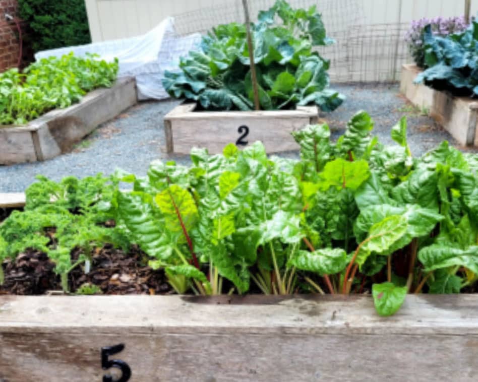 Rows of raised vegetable beds in theMPCC Friendship Community Garden