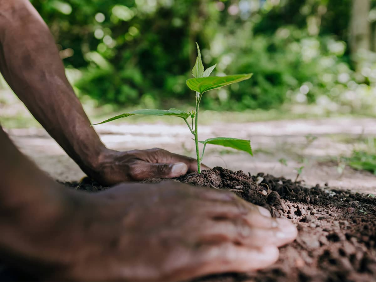 Image of a person caring for a seedling growing in soil