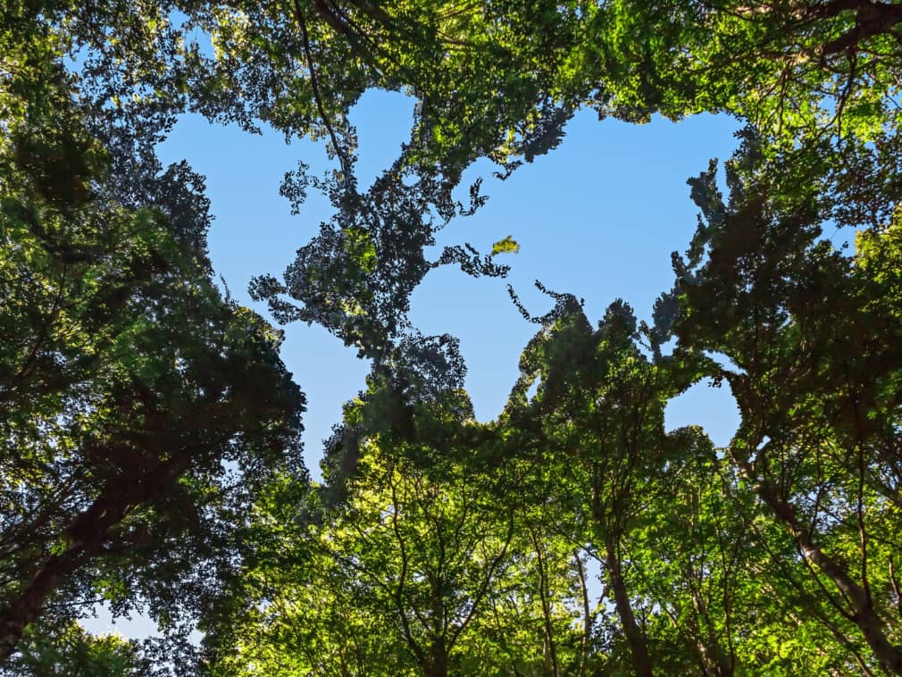 View of a Tree Canopy